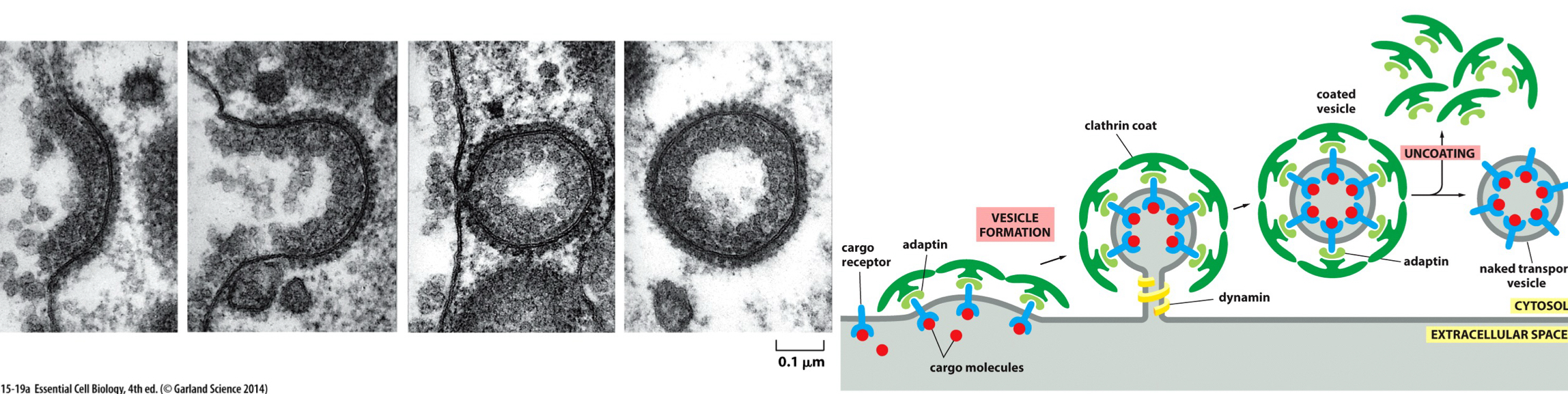 <p><span>Clathrin molecules are protein structures that form basket-like cages that help shape membranes into vesicles. EM showing the sequence of events in the formation of a clathrin-coated pit.&nbsp;</span></p><p class="Paragraph SCXW95266848 BCX5" style="text-align: left"><span>&nbsp;Here’s how clathrin facilitates endocytosis:&nbsp;</span></p><p class="Paragraph SCXW95266848 BCX5" style="text-align: left"><span>1. Coat Formation: Clathrin molecules assemble into a basket-like structure on the cytoplasmic side of the plasma membrane. This process is initiated when specific receptors on the membrane bind to ligands (such as hormones or nutrients).&nbsp;</span></p><p class="Paragraph SCXW95266848 BCX5" style="text-align: left"><span>2. Membrane Invagination: As clathrin coats form, they pull the membrane inward, creating a pocket that begins to invaginate. This invagination is driven by the clustering of clathrin molecules and the underlying cytoskeletal elements.&nbsp;</span></p><p class="Paragraph SCXW95266848 BCX5" style="text-align: left"><span>3. Vesicle Budding: Once the invagination deepens, the membrane eventually pinches off, forming a vesicle that is coated with clathrin. This vesicle contains the ligands and any associated proteins.&nbsp;</span></p><p class="Paragraph SCXW95266848 BCX5" style="text-align: left"><span>4. Uncoating: After the vesicle is formed and detached from the plasma membrane, the clathrin coat is removed, allowing the vesicle to fuse with early endosomes for further processing.&nbsp;</span></p>