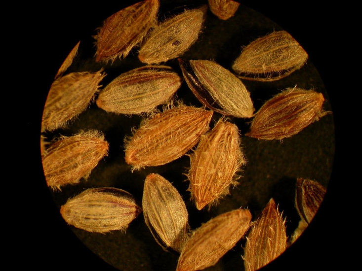 Digitaria ischaemum
