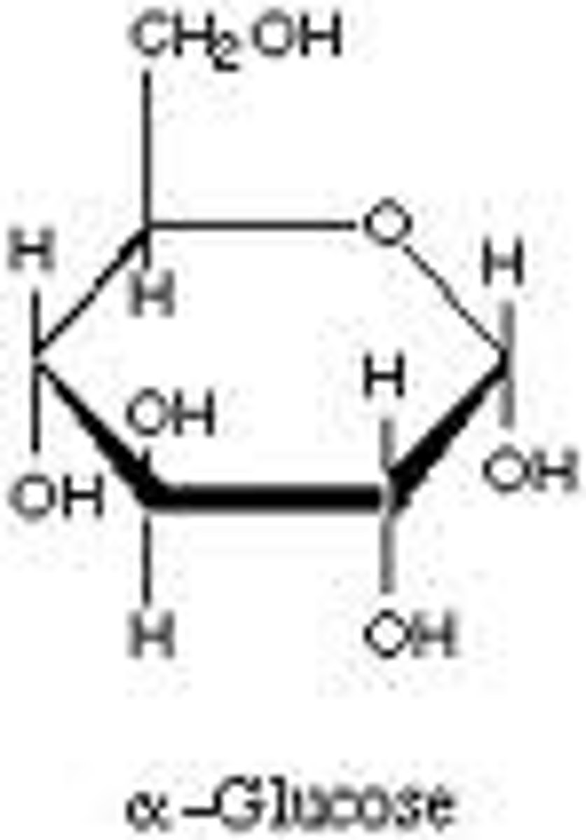 <p>main source of quick energy for most organisms</p>