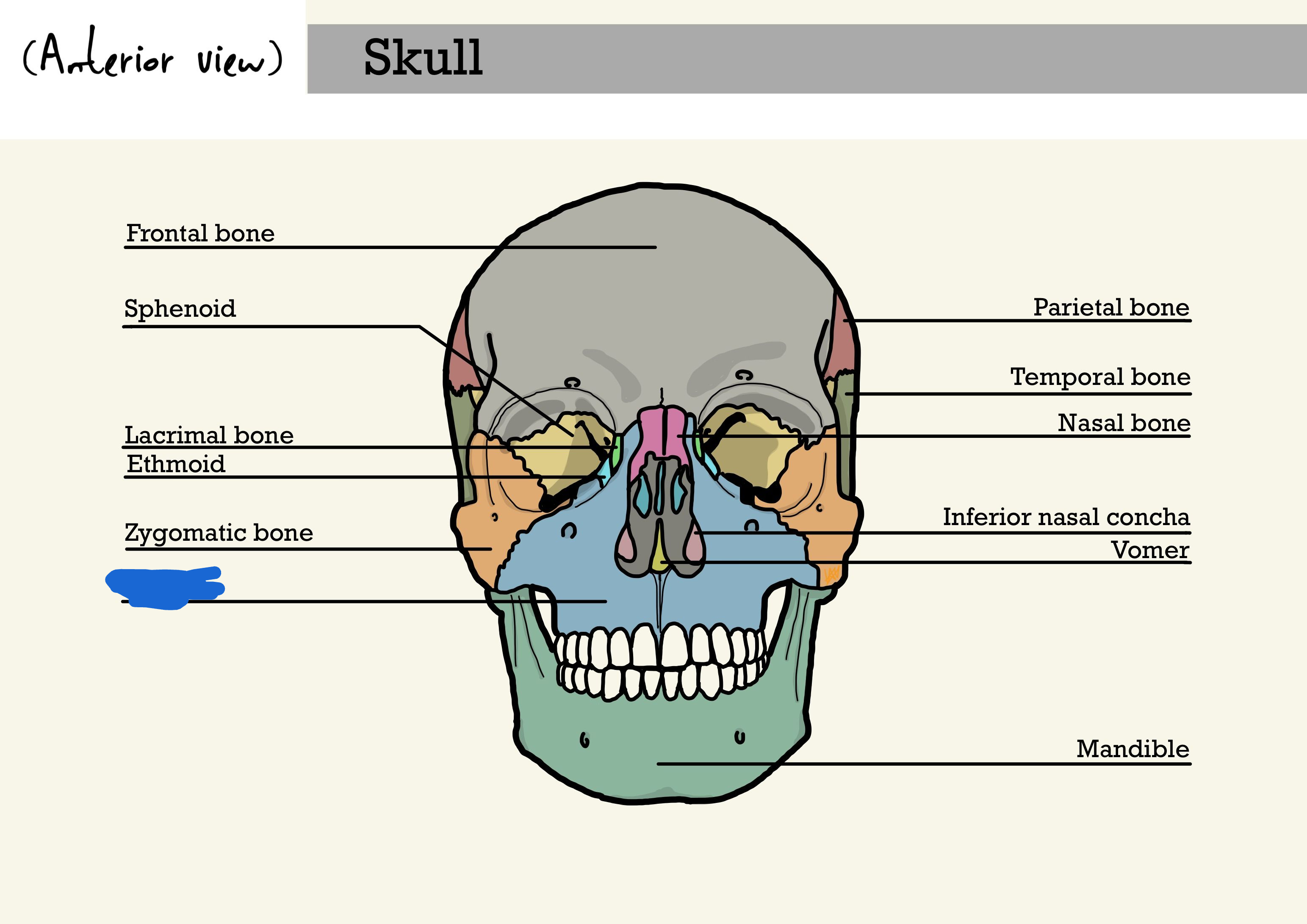 <p>what is the marked out lines bone? (anterior view)</p>