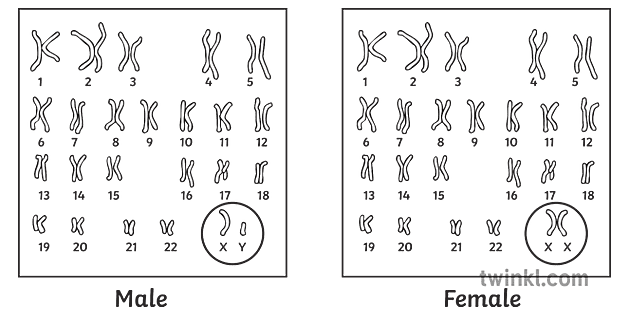 <p>karyotype</p>