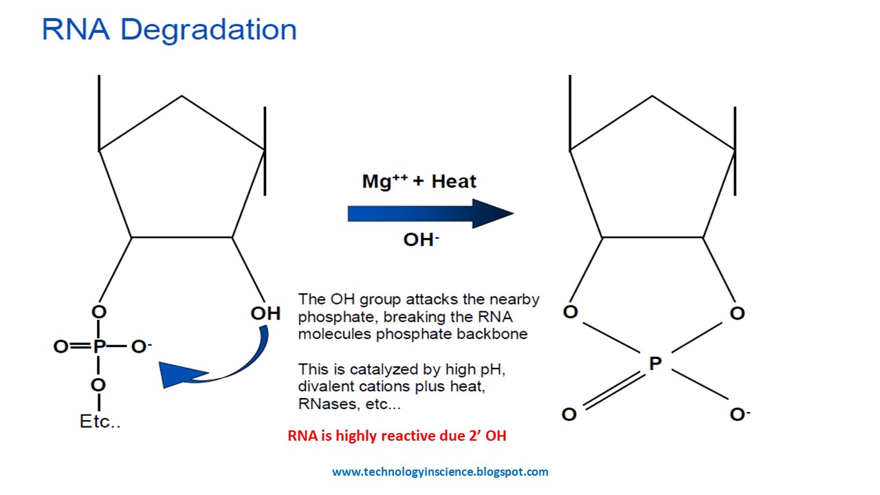 <p>RNA&apos;s 2&apos; hydroxyl group acts as a nucleophile. There is a phosphate group at the 3&apos; position, a strong electrophile. This causes nucleophilic attack that breaks its phosphodiester backbone.</p>