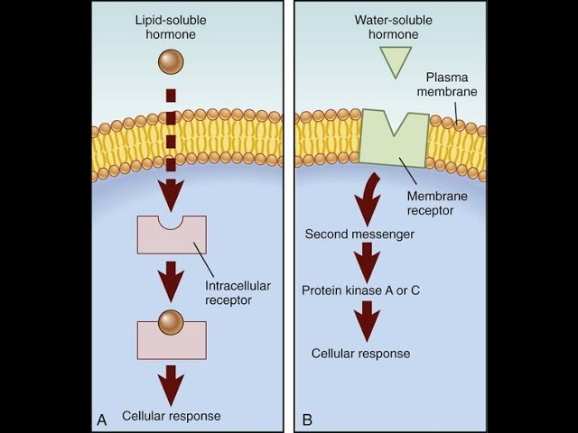 <p><u>practice question</u></p><p><strong>Which hormone can cross the cell membrane and bind directly to DNA?</strong></p><ul><li><p>epinephrine</p></li><li><p>cortisol </p></li></ul><p></p>