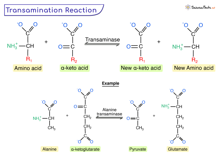 <ul><li><p><span style="font-family: Arial"><u>Transfer</u> of amino group to a suitable keto acid acceptor (no free amine released)</span></p></li><li><p><span style="font-family: Arial">involves aminotransaminase enzymes:</span></p><ul><li><p><span style="font-family: Arial">alanine aminotransferase (ALT)</span></p></li><li><p><span style="font-family: Arial">aspartate aminotransferase (AST)</span></p></li></ul></li><li><p><span style="font-family: Arial">Reactions are reversible</span></p></li><li><p><span style="font-family: Arial">enzyme requires vitamin B6/pyridoxine as a cofactor</span></p></li></ul><p></p>