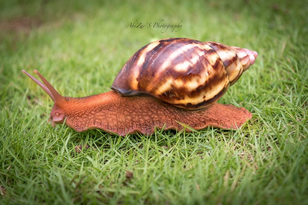 <p>slow</p>