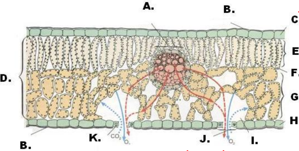 <p>Answer in alphabetical order: (From A to K)</p>