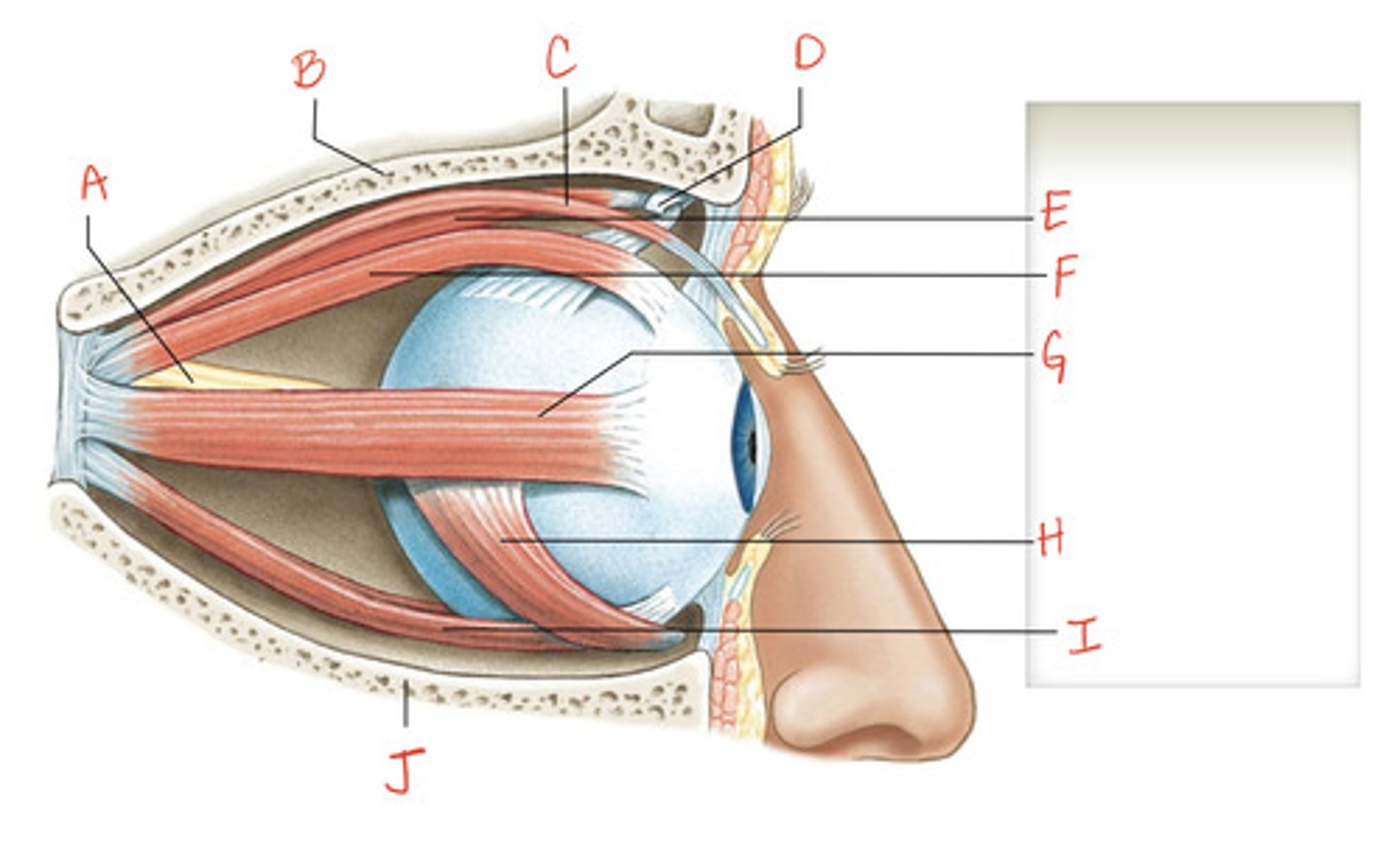 <p>*What is the structure indicated by A?</p>