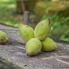 <p><span>Oblong nut, husk sticky, nut corrugations sharp.</span></p>