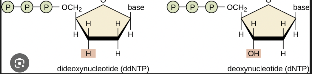 <p><span><span>Sanger sequencing. </span></span></p><p></p><p>All of the components of PCR are included in Sanger sequencing along with a set of dideoxynucleotides (chain-elongating inhibitors of DNA polymerase).</p>