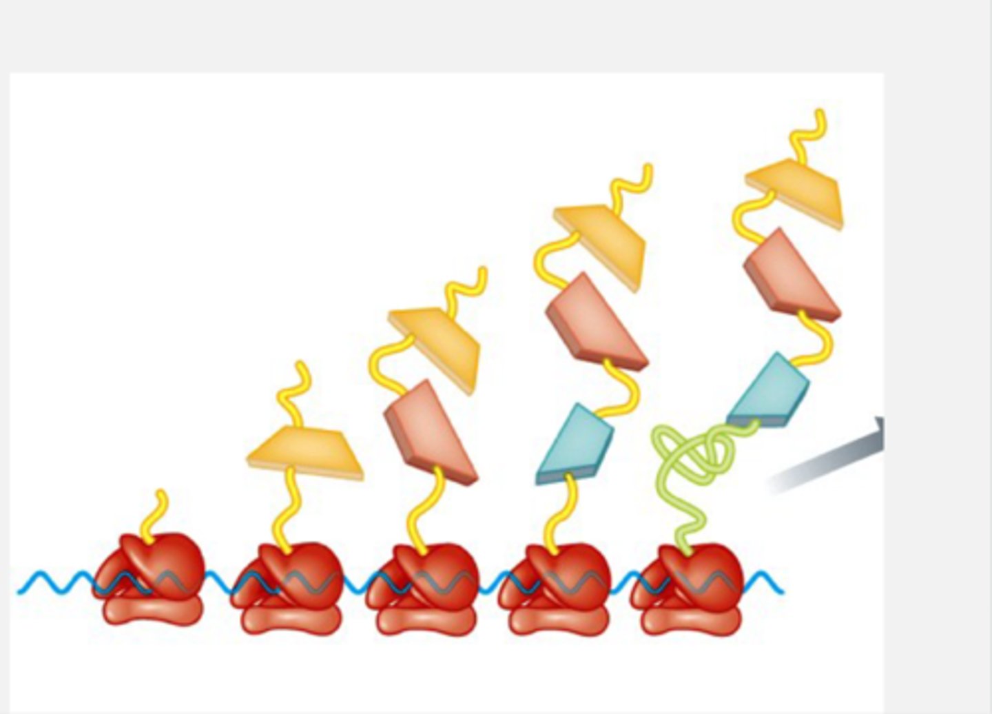 <p>____transcribed/ translated as long polypeptides</p><p>Proteases will come and cleave the individual proteins post-translationally into individual proteins from the long polypeptide/cleaves into individual enzymes</p><p>thus this is one of the targets in the treatment of HIV</p>
