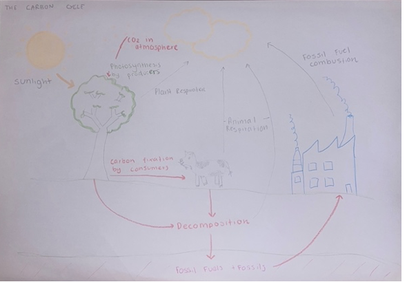 <p><strong>Key Features:</strong></p><p>The continuous movement of carbon compounds between the land, oceans, atmosphere and living organisms in it’s various states. It has 2 key elements.</p><p class="MsoListParagraphCxSpMiddle">-Those that remove and store CO2 from the atmosphere. Most carbon stored in rocks, is exchanged with the oceans, is removed from the atmosphere by precipitation or photosynthesis.</p><p class="MsoListParagraphCxSpLast">-Those that release CO2 back into the atmosphere. Oceans and currents bring carbon to surface where it evaporates and is released into the atmosphere, respiration creates CO2 as a waste product, and burning of plant materials.&nbsp;</p><p class="MsoNormal"><strong>Influence on climate:</strong></p><p class="MsoListParagraphCxSpFirst"><span style="background-color: transparent; font-family: Arial, sans-serif, Inter, ui-sans-serif, system-ui, -apple-system, BlinkMacSystemFont, &quot;Segoe UI&quot;, Roboto, &quot;Helvetica Neue&quot;, &quot;Noto Sans&quot;, &quot;Apple Color Emoji&quot;, &quot;Segoe UI Emoji&quot;, &quot;Segoe UI Symbol&quot;, &quot;Noto Color Emoji&quot;; font-size: 1.6rem;">It regulates global temperature by controlling amount of CO2, and hence the heat retention of the Earth.</span><span style="font-family: &quot;Times New Roman&quot;; line-height: normal; font-size: 7pt;"> </span>Increased CO2 levels enhances the greenhouse effect which warms the earth, altering rainfall patterns and increasing the frequency of hazard events such as droughts and bushfires. Since the industrial revolution, CO2 has risen 48% causing a 1.1ºC warming of global surface temperature.</p>