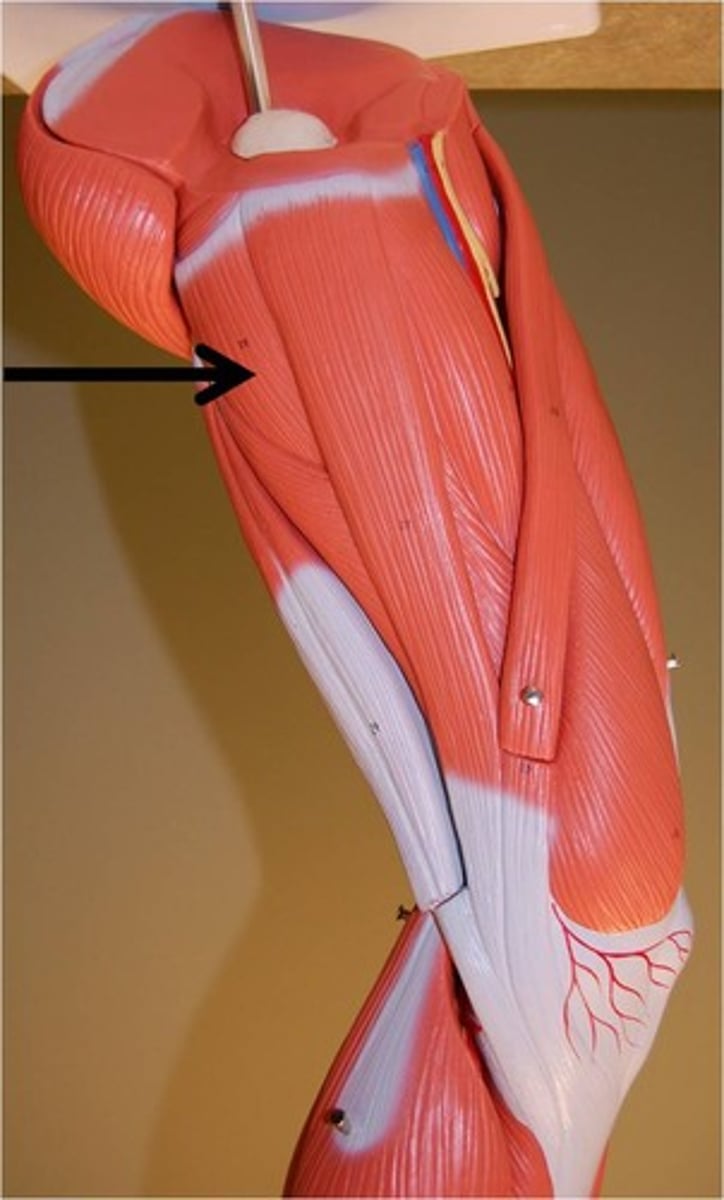 <p>adducts and medially rotates thigh</p>