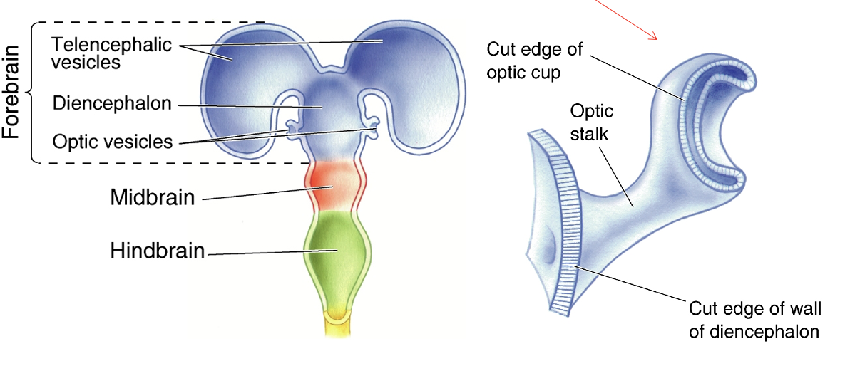 <p>process by which structures become complex and specialized</p><p>ex. retina derived from forebrain</p>
