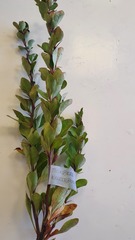 Berberis thunbergii
