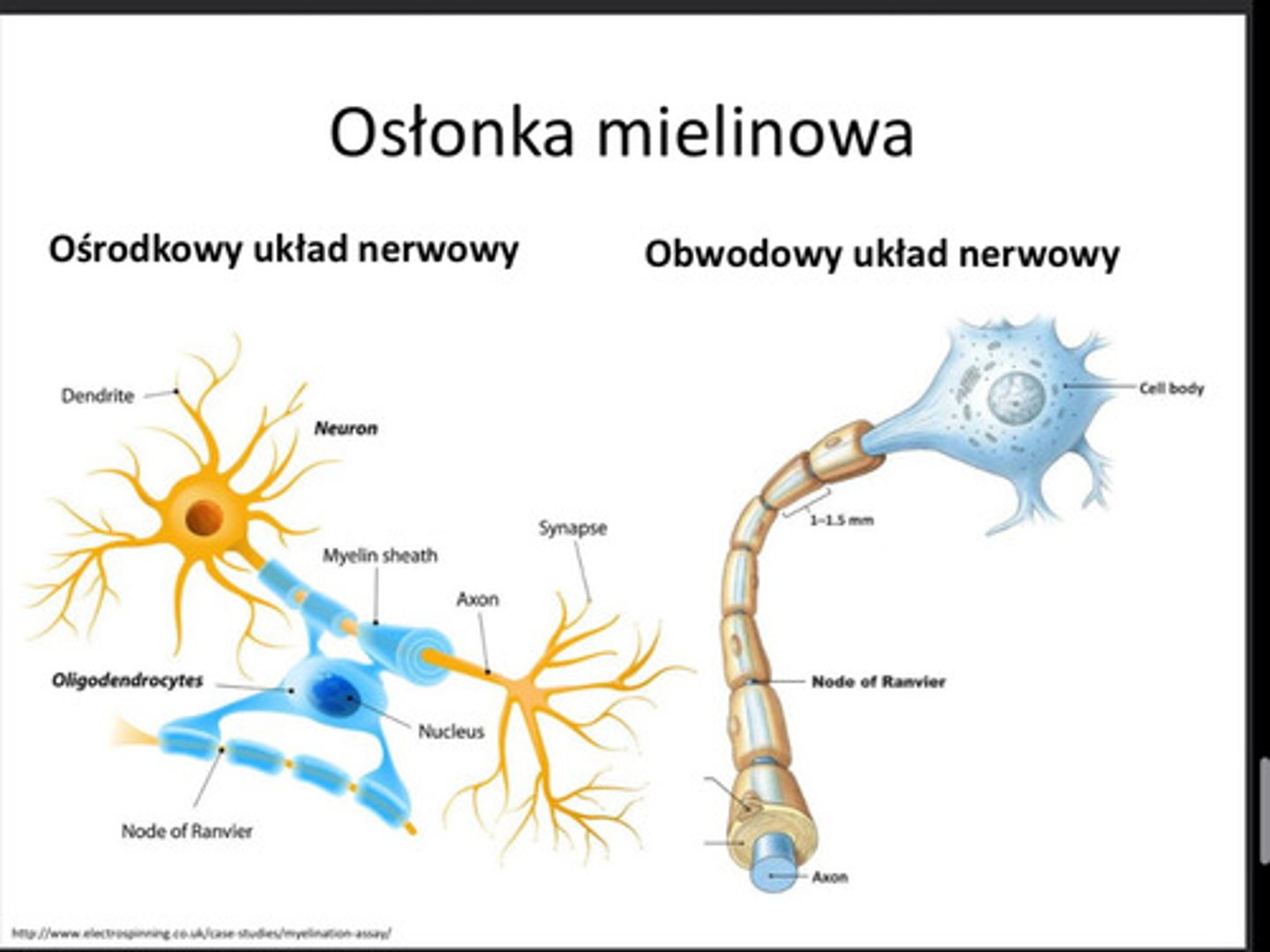 <p>przerwy, które występują między komórkami osłonki mielinowej</p>