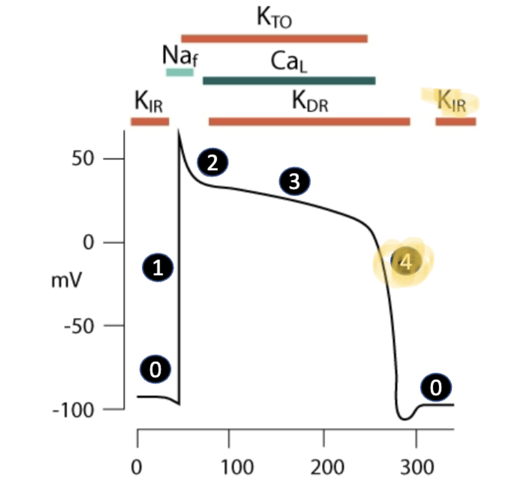 <ul><li><p>L-type calcium channels close</p></li><li><p><strong><u>efflux of K+ continues through voltage gated potassium channels</u></strong></p></li><li><p>membrane potential repolarizes to resting state</p></li></ul><p></p>