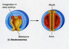 anus