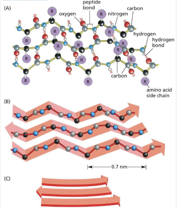 <p>held together by hydrogen bonds between amino acids that project above and below the plane of the sheet; can stack to form amyloid structures</p>