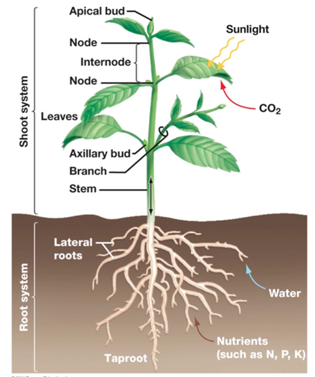 <p>Taproot: vertical roots that go straight down into the soil, rather long and thick structure (10)<br>Lateral: run horizontally in the soil (7)</p>