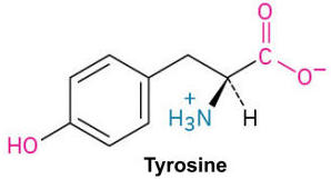 <p>A polar amino acid with a hydroxyl group attached to its benzyl ring, involved in signaling pathways.</p>