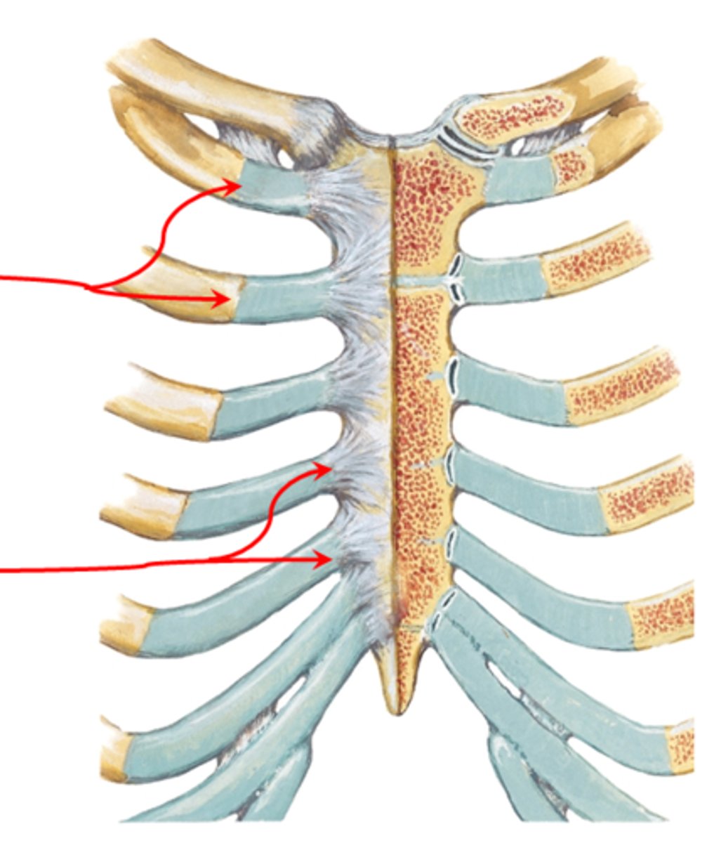<p>end of the rib where the bony body meets the costal cartilage</p>