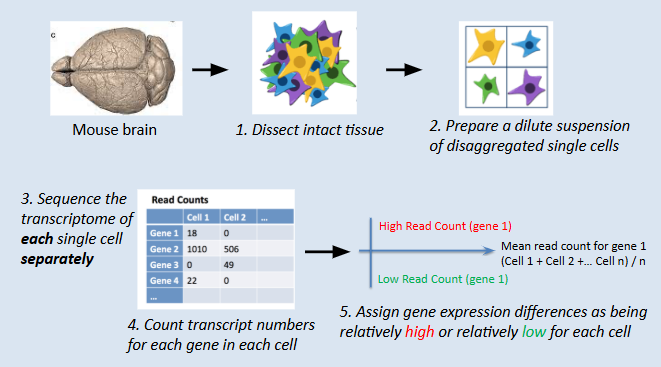 <ul><li><p>intact tissue dissected eg from mouse brain, disaggregated/dissociated single cells suspended in their own droplet/dilution then transcriptome of each single cell is sequenced separately</p></li><li><p>transcript numbers counted for each gene in each cell - isolated sequencing reaction and gene expression differences assigned as relatively high or relatively low for each cell</p></li><li><p>bar coded gene expression profile made to visualise and compare gene expression between individual cells</p></li><li><p>cells clustered based on similar read count profiles = cell types </p></li><li><p>entire cell divided into a visual representation of gene expression</p></li></ul><p></p>