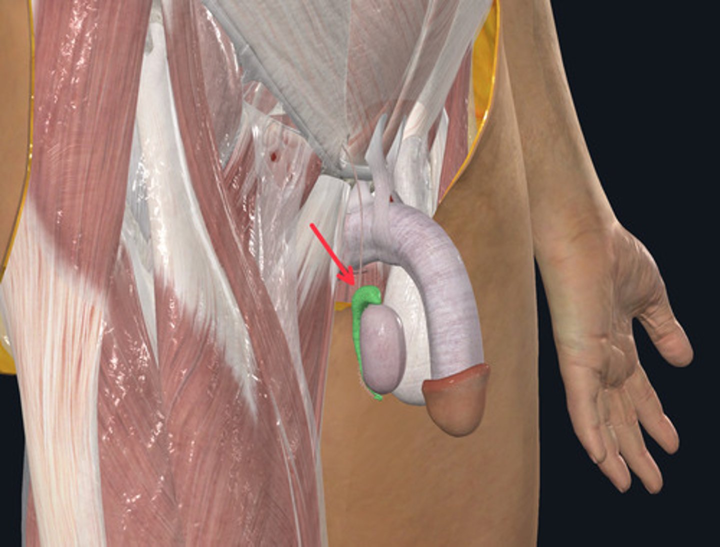 <p>ID PASSAGEWAY Highlighted Green Marked by the Red Arrow</p>