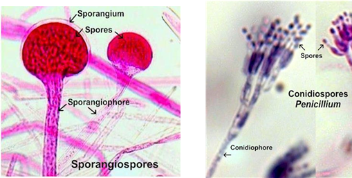 <p>Through <strong>sporulation</strong>, which can be: </p><ul><li><p class=""><strong>Sexual</strong> (via <strong>meiosis</strong>)</p></li><li><p class=""><strong>Asexual</strong> (via <strong>mitosis</strong>), producing:</p><ul><li><p class=""><strong>Sporangiospores</strong>: asexual spores contained within a sac (sporangia)</p></li><li><p class=""><strong>Conidia</strong>: asexual spores that are not enclosed in a sac</p></li></ul></li></ul><p class="is-empty is-editor-empty"></p>