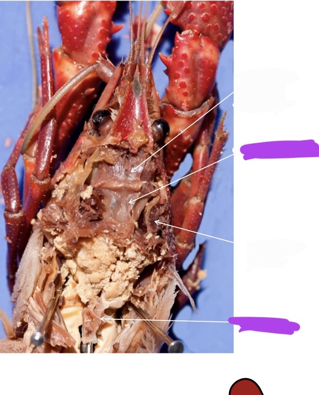 <p>Label + Identify (Grouping(s), Phylum, Subphylum, Class, Order)</p>
