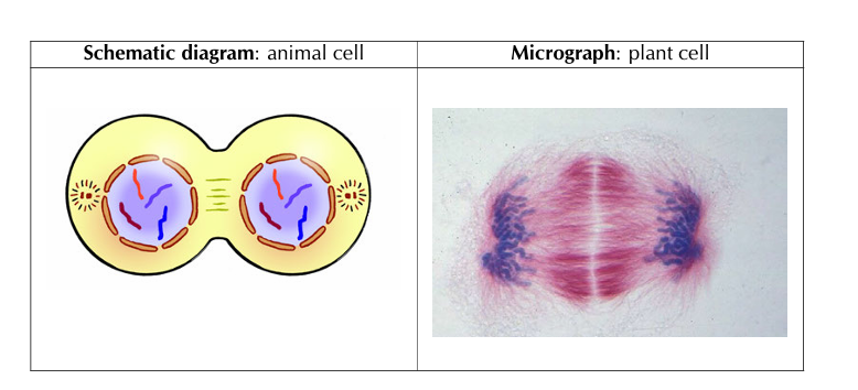 <p>During telophase, a nuclear membrane forms around the daughter chromosomes that have gathered at each of the poles. The daughter chromosomes uncoil to form chromatin once again. The nuclear membrane reforms.</p>