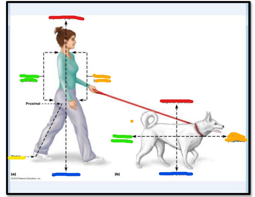 <p>what is the directional term in yellow </p>