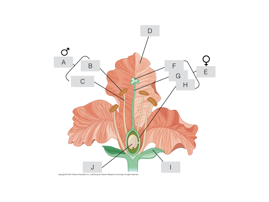 <p><span>Match the parts of the flower diagram above with its proper name from the list provided below.</span></p>