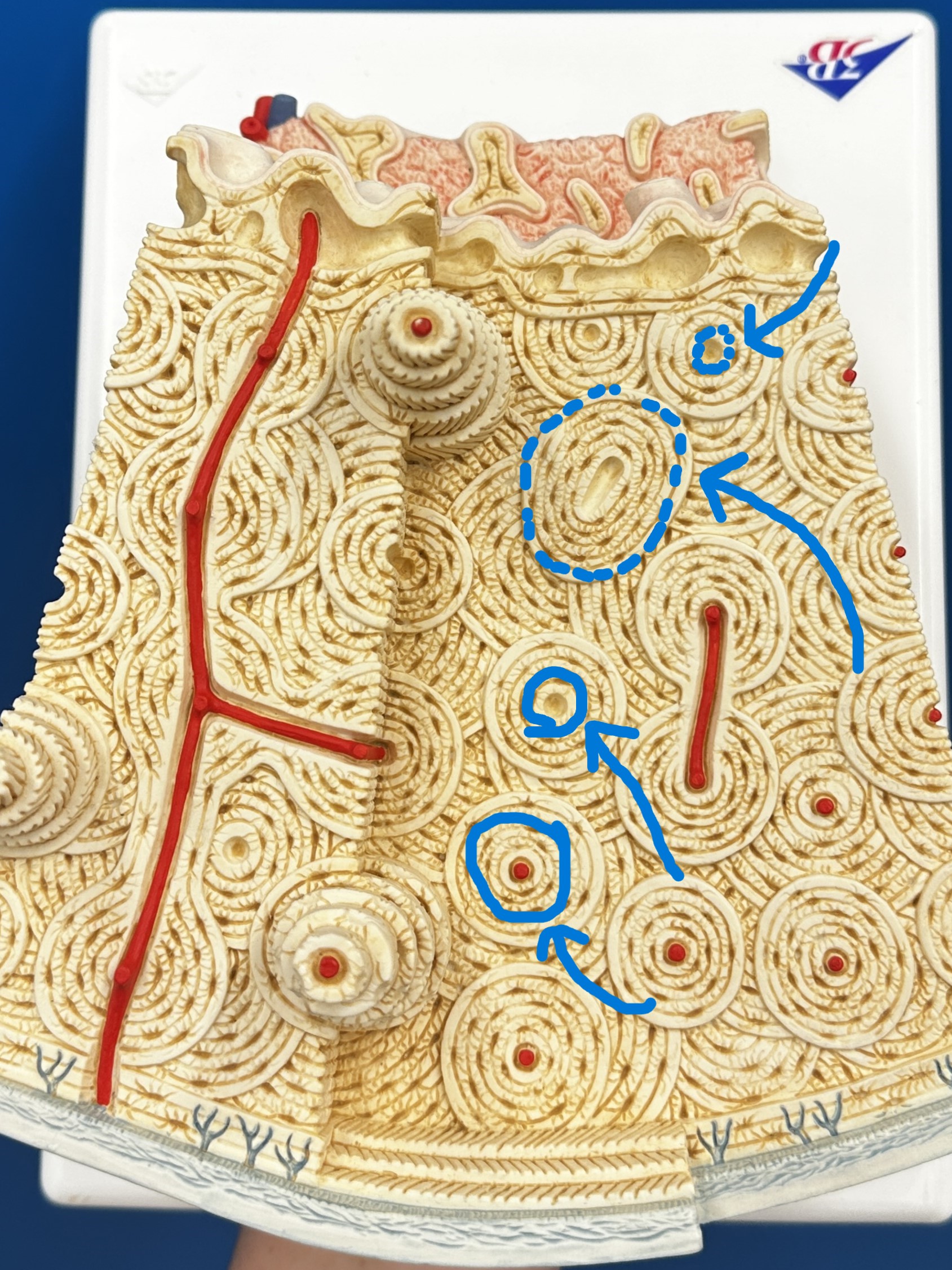 <p>(Each Layer)</p>