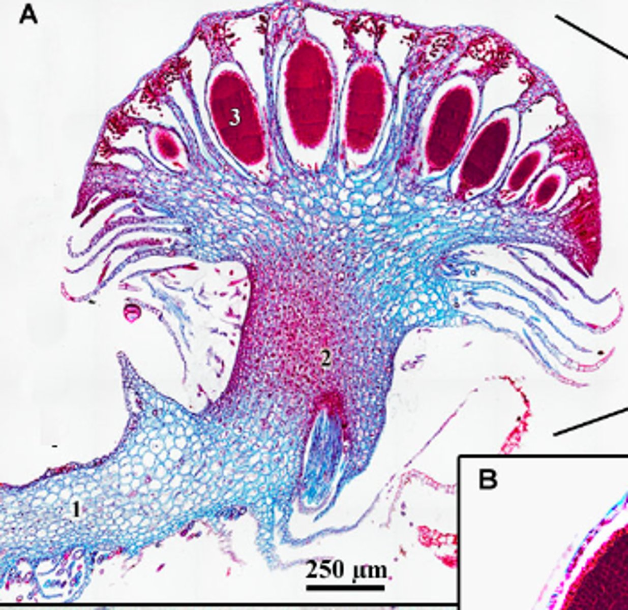 <p>What REPRODUCTIVE STRUCTURE is this?</p>