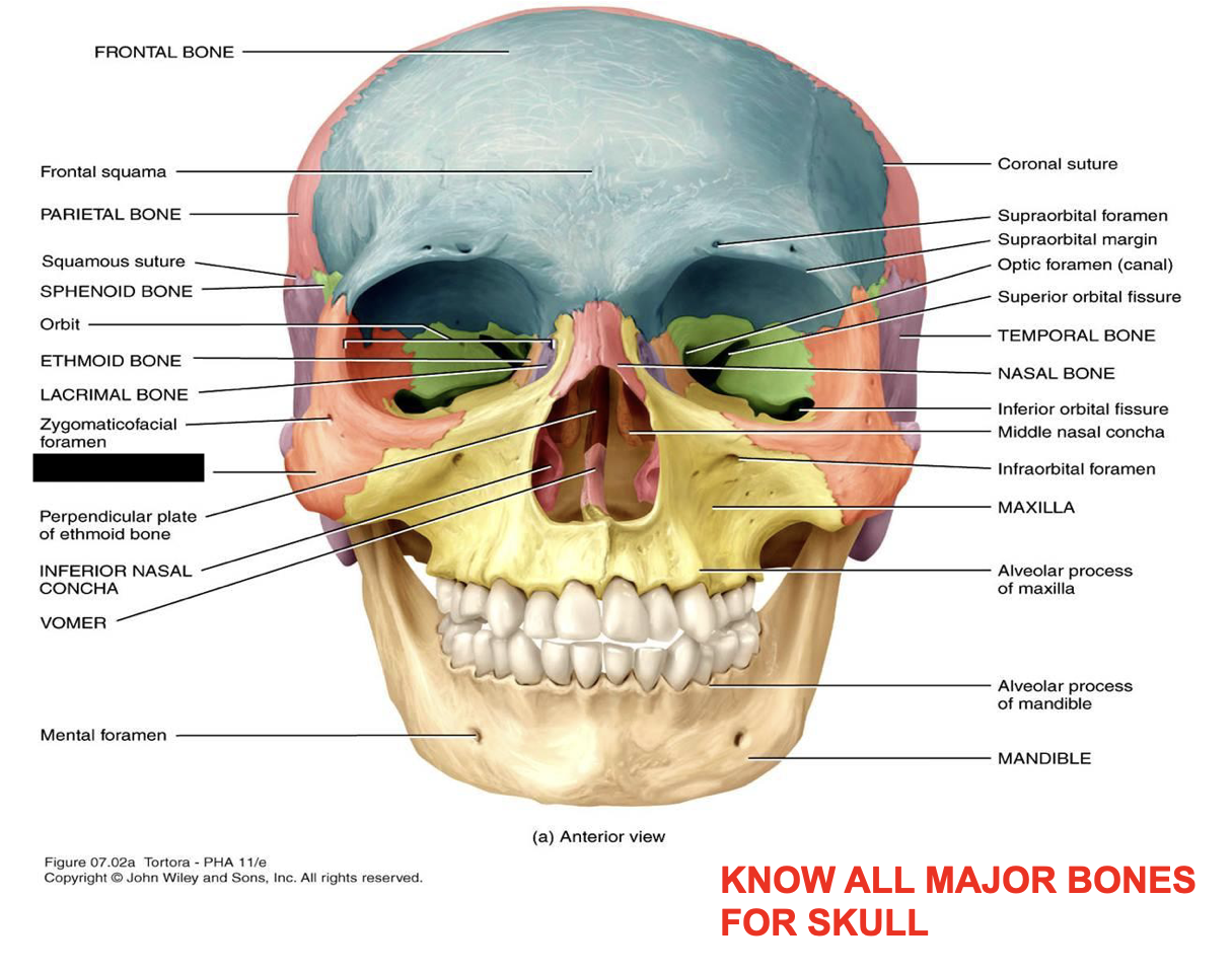 this is the skull, what major bone is this?
