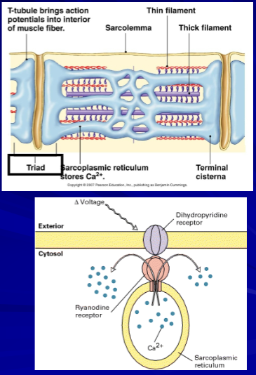 <p><strong><u>DHP receptors</u></strong> detect the change in membrane potential as the action potential travels down the T-tubules; their activation opens ryanodine receptors in the SR, facilitating Ca²⁺ release</p><p>calcium is released from SR terminal cisternae thru calcium channels (<strong><u>ryanodine receptors</u></strong> - responsible for the release of calcium from the SR into the cytosol thru depolarization of T-tubules)</p>