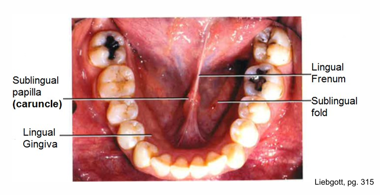 <p>lingual frenum </p><p>sublingual caruncle</p><p>deep lingual veins</p><p>plica fimbriata</p>
