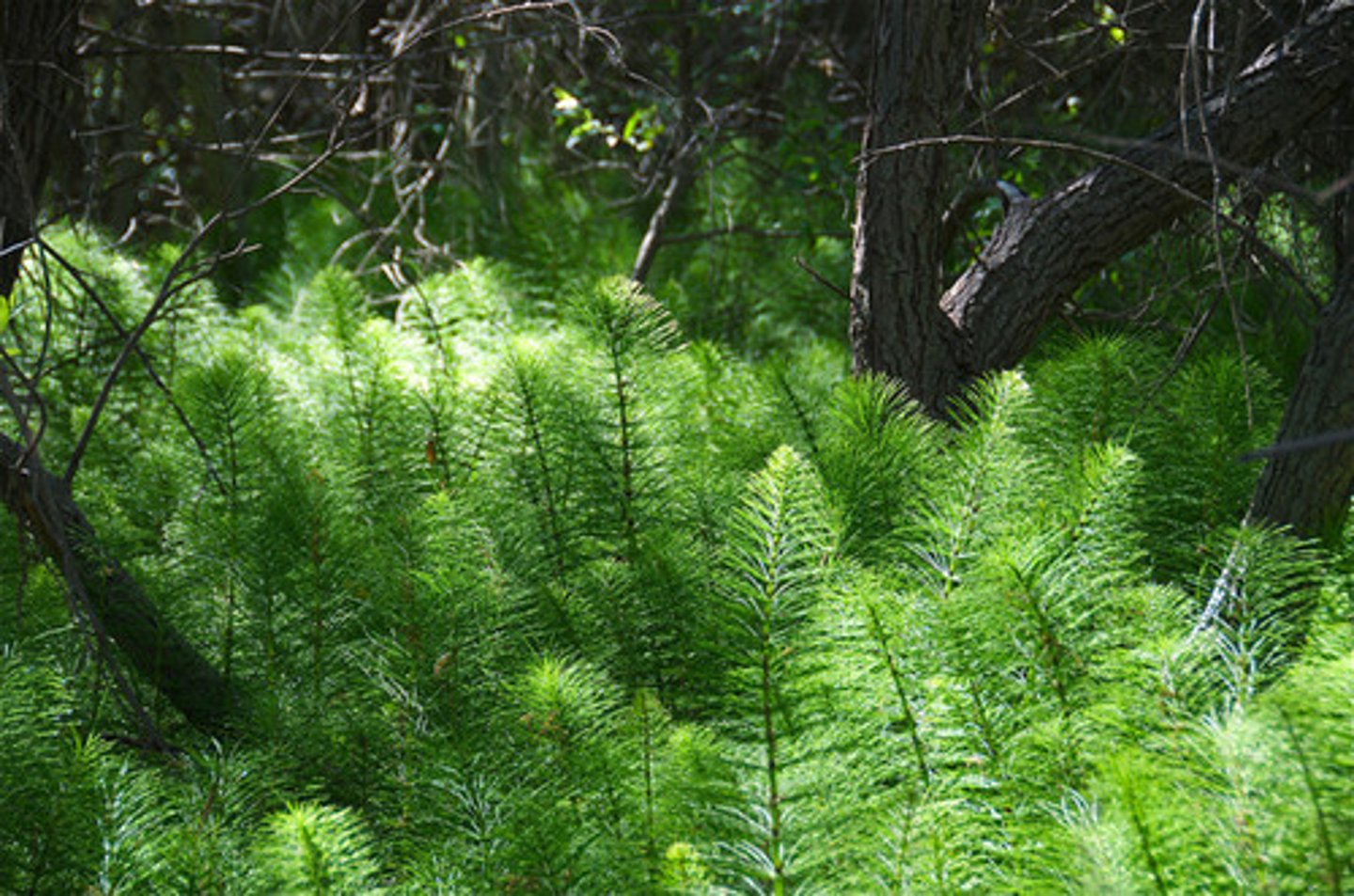 <p>horsetails</p>