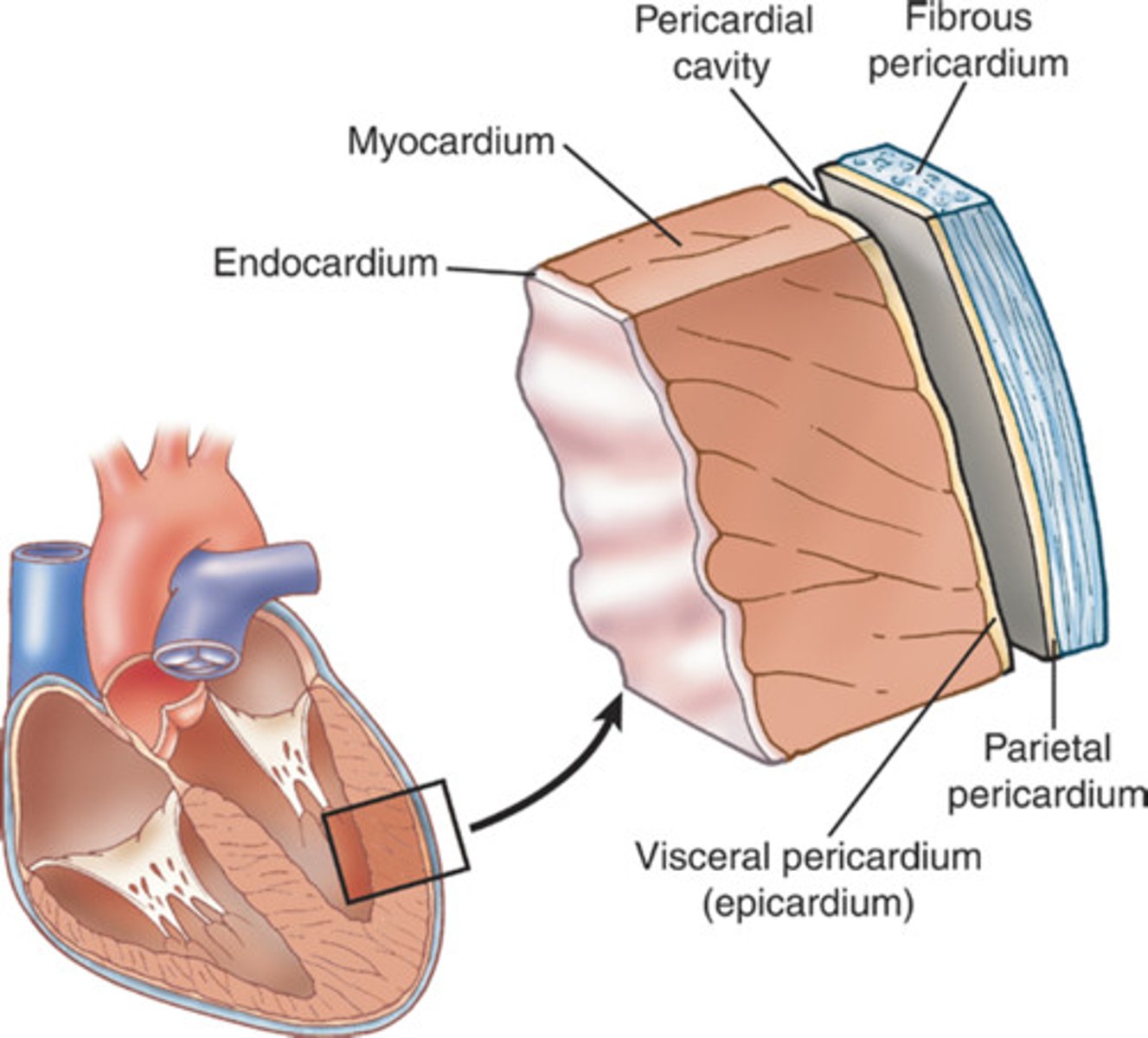 <p>Pericardium (divided into visceral/epicardium and parietal sections), myocardium, endocardium(innermost layer)</p>