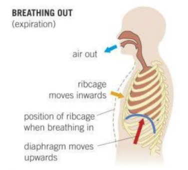 <ul><li><p>Diaphragm relaxes and curves up.</p></li><li><p>Internal intercostal muscles contract, external relax.</p></li><li><p>Rib cage moves down and in.</p></li><li><p>Volume of thorax decreases → pressure in the lungs increases → the pulmonary pressure is now greater than that of the atmosphere, and so air is forced out of the lungs.</p></li></ul><p></p>