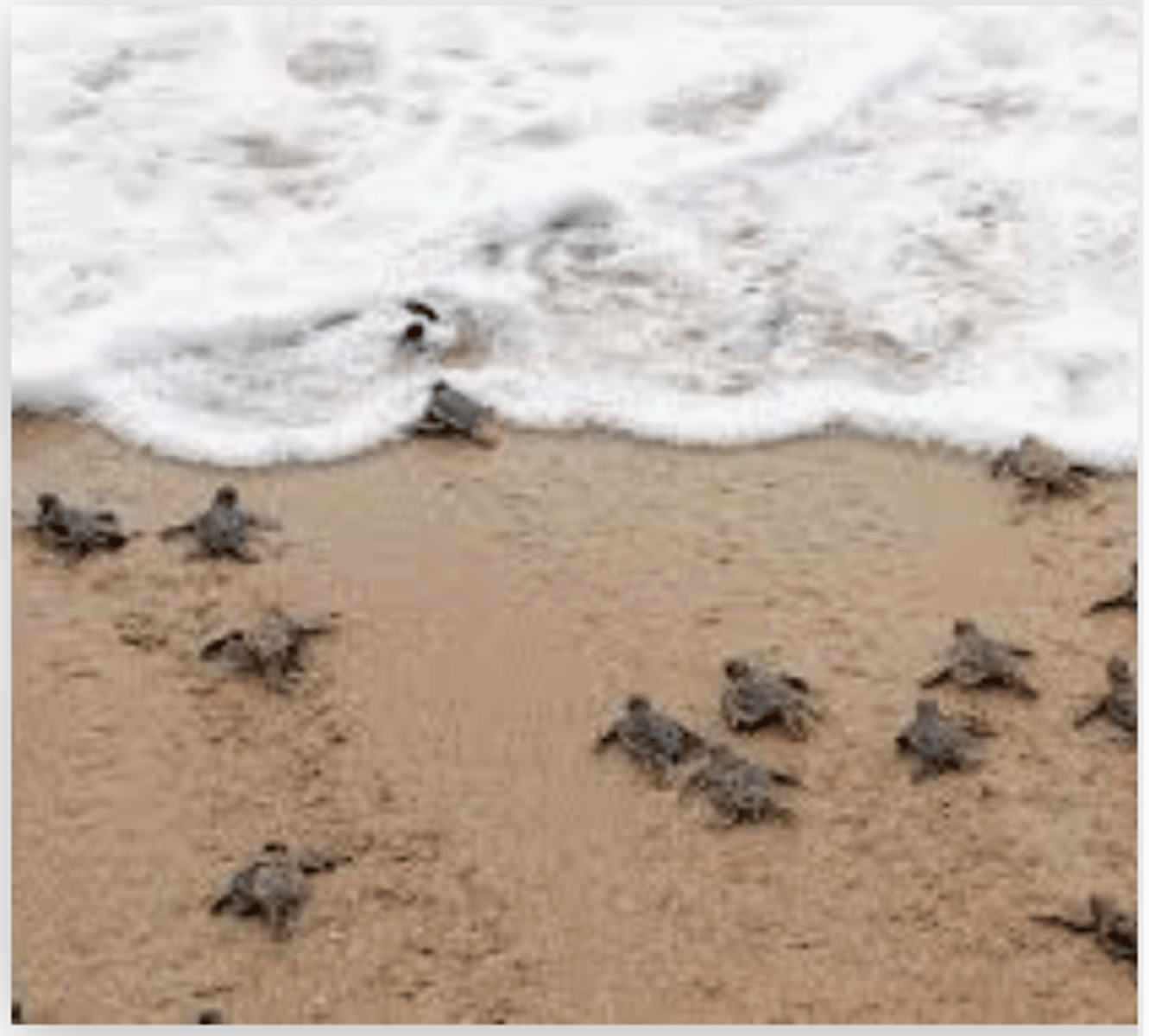 <p>they go towards</p>