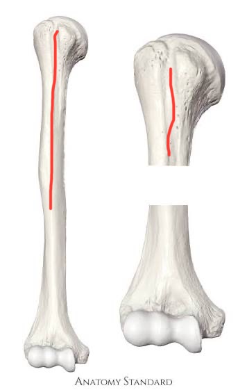 <p>humerus, extends down shaft, begins between tubercles</p>