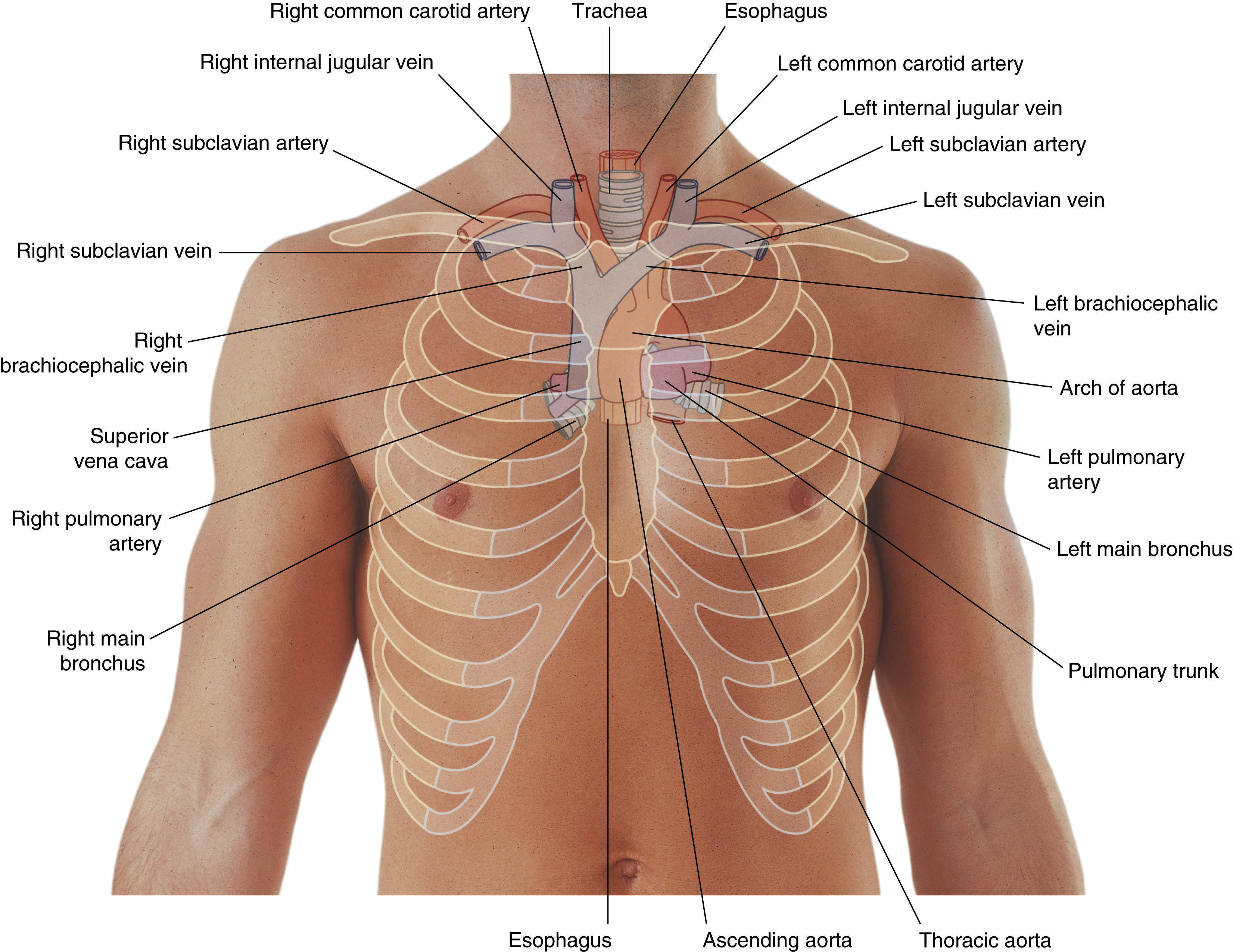 <p>trachea</p><p>(superior mediastinum)</p>