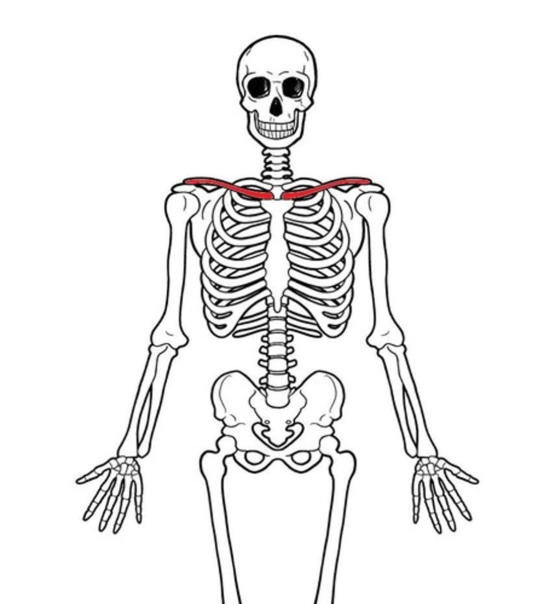 <p>ID red bone</p>