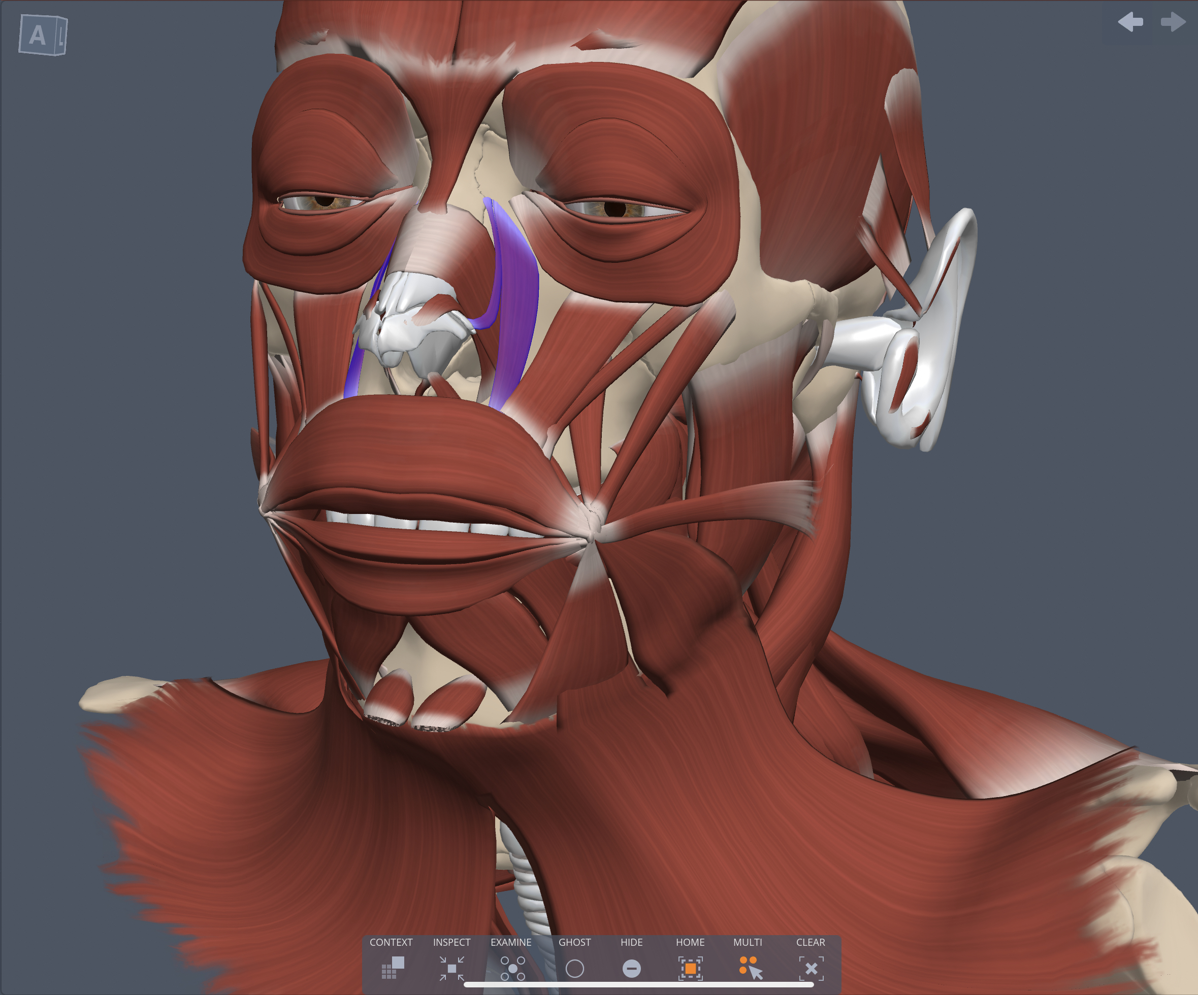 Innervation of the Levator labii superioris alaeque nasi muscle
