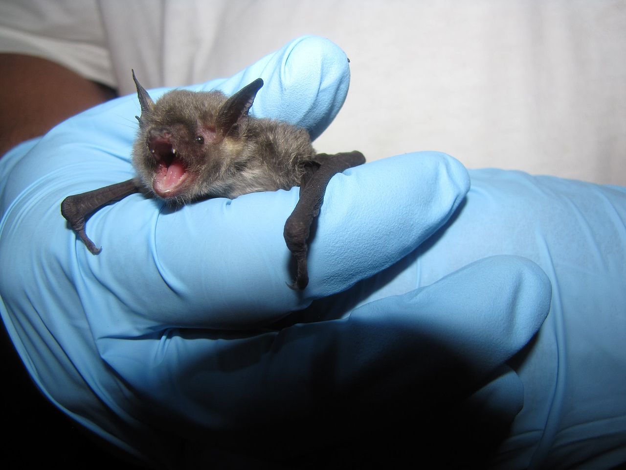 <p>Myotis grisescens </p>