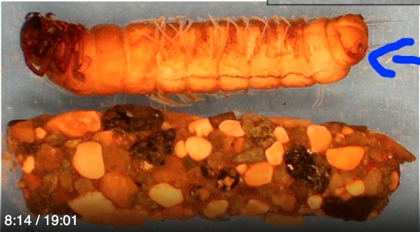 Caddisflies
