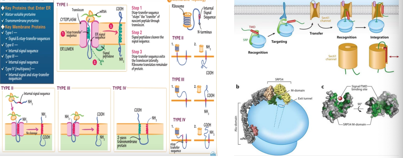 Membrane protein insertion