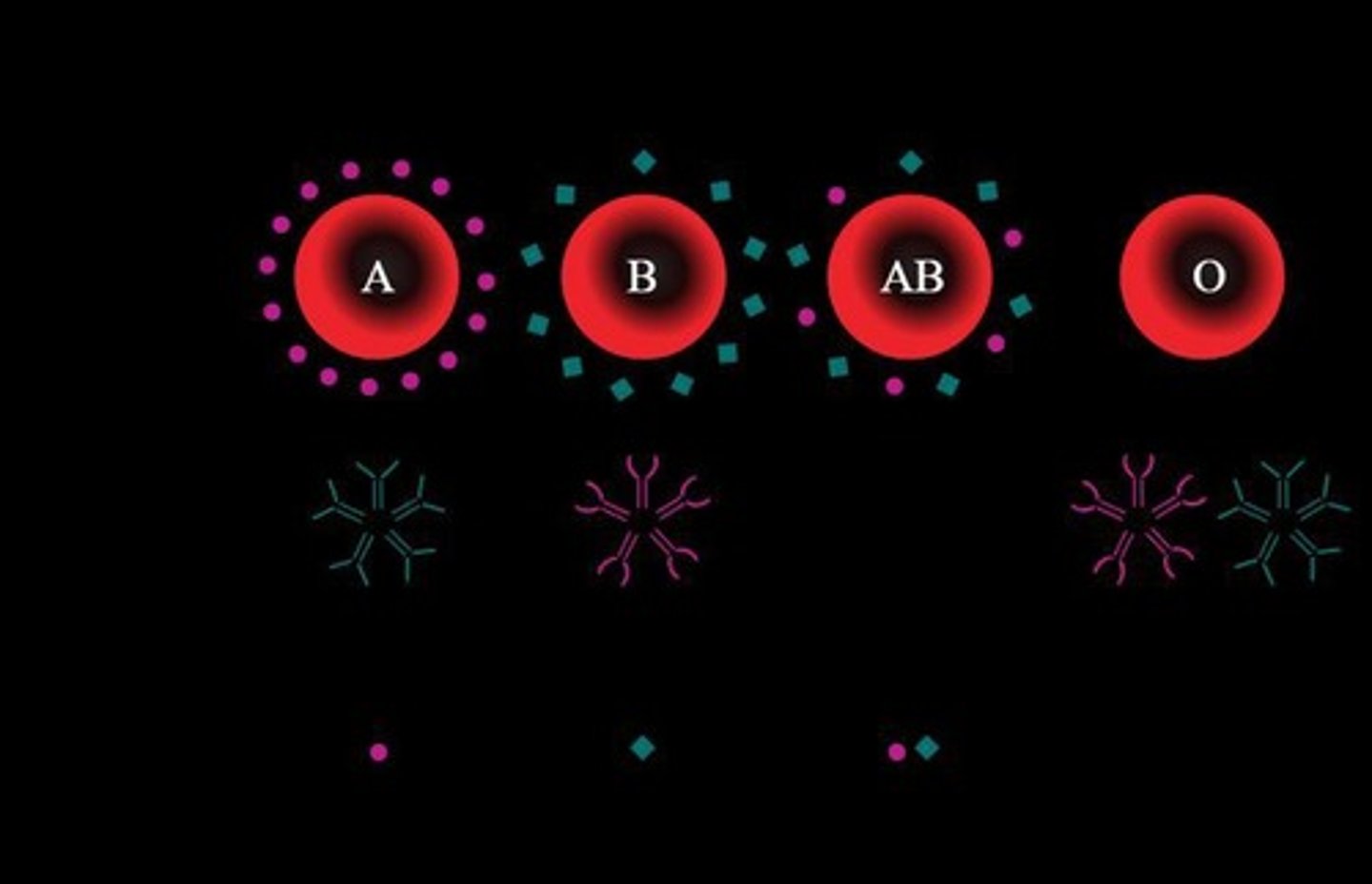 <p>Type A has A antigens, type B has B antigens, AB has both A and B antigens, and type O has neither.</p>