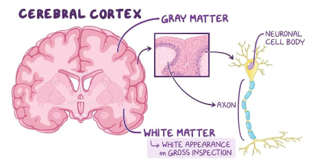 <p>White and Gray Matter:</p><ul><li><p>White: is a collection of ___ ___</p></li><li><p>Gray: is a collection of ___ and ___ ___, also where ___ are found</p></li></ul><p></p>